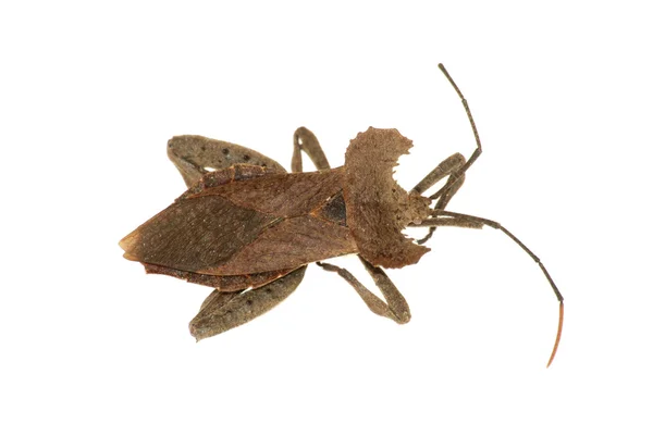 Σπάνια βρώμα εντόμων bug — Φωτογραφία Αρχείου