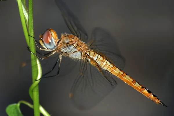 Insect dragonfly — Stock Photo, Image