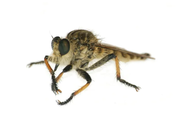 Насекомоядная муха — стоковое фото