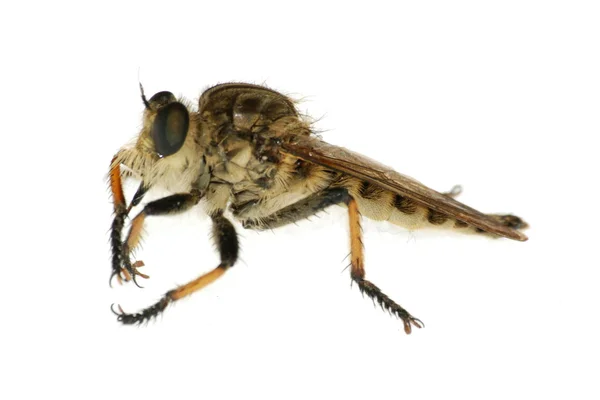 곤충 갓 말 비행 — 스톡 사진