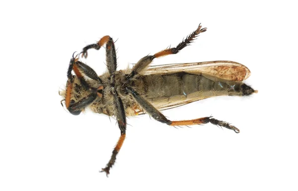 곤충 갓 말 비행 — 스톡 사진