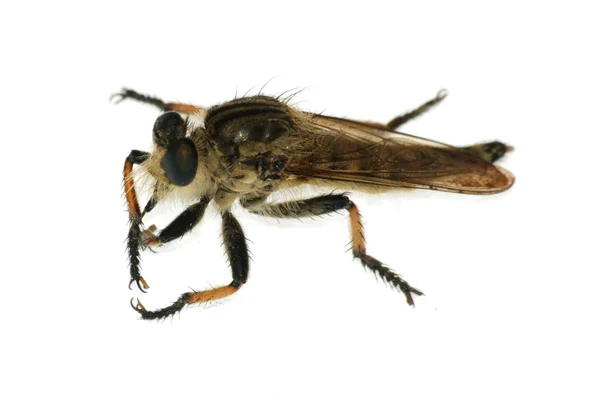 Böcek gad at sineği — Stok fotoğraf