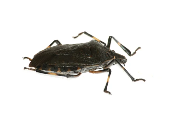 Inseto fedor bug — Fotografia de Stock
