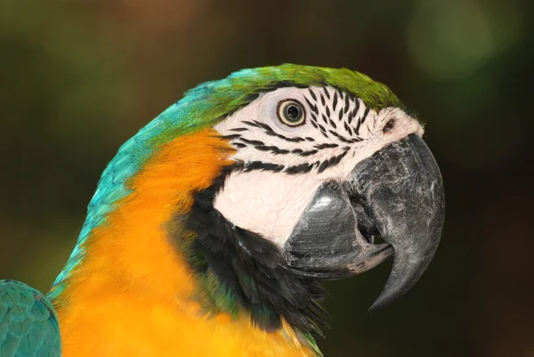 Uccello macaw ritratto — Foto Stock