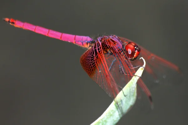 Стрекоза-насекомое — стоковое фото