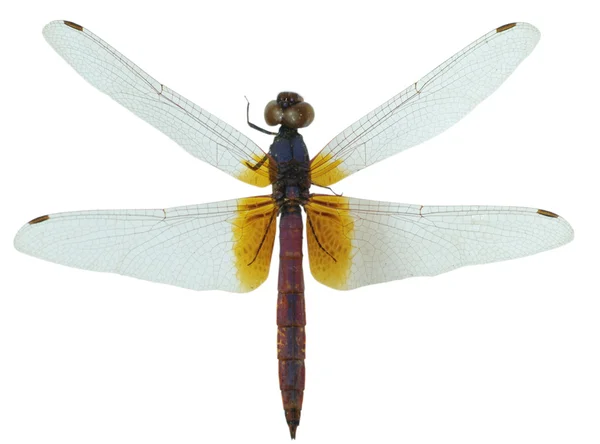 Insect dragonfly — Stock Photo, Image