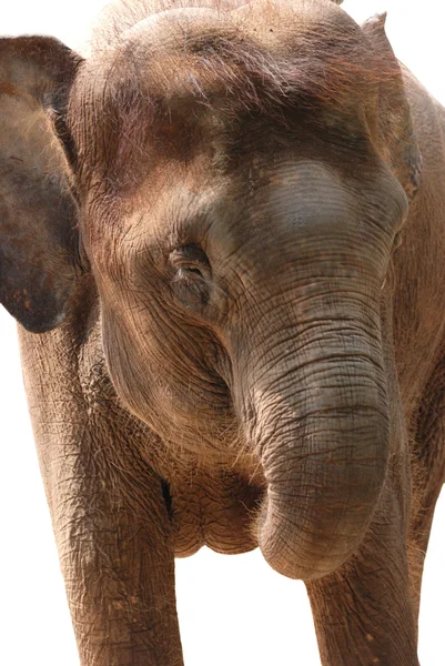 야생 동물 코끼리 — 스톡 사진