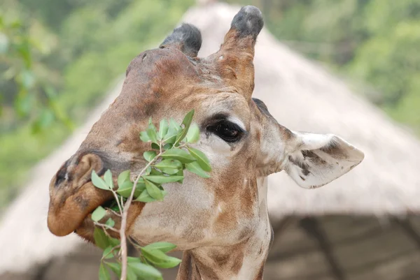 Zblízka zvířecí žirafa — Stock fotografie