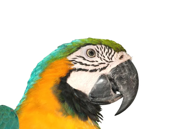 Pássaro de arara retrato — Fotografia de Stock