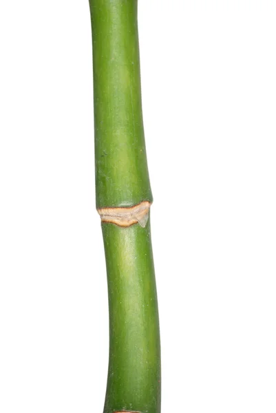 Bambus isoliert — Stockfoto