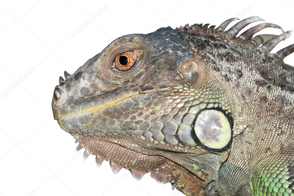 Reptile animal green iguana lizard
