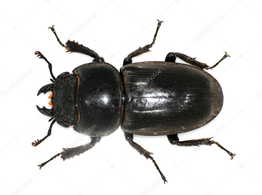 Black Beetle #4 VF 2013 Stock Image 