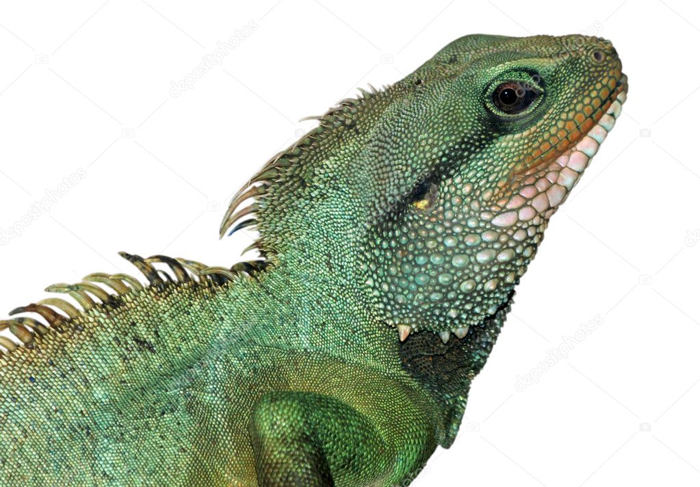 Reptile animal lizard isolated in white
