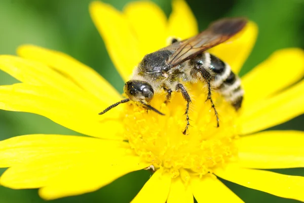 stock image Insect bee on flower