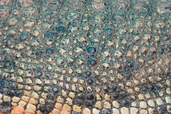 Textura de detalhe de pele de crocodilo — Fotografia de Stock