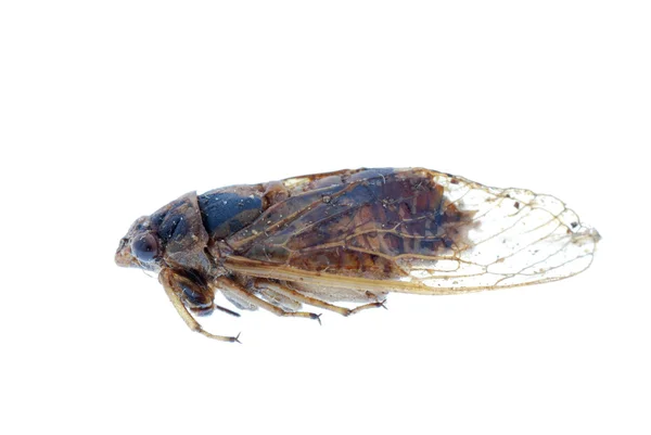Rovar cicada makró elszigetelt — Stock Fotó