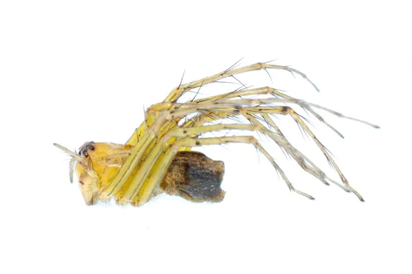 Żółty pająk makro na białym tle — Zdjęcie stockowe
