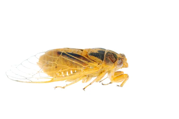 Liten insekt gul cicada makro isolerade — Stockfoto