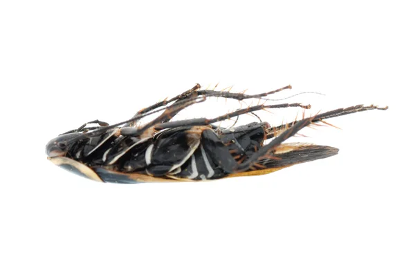 Cucaracha cucaracha negra muerta —  Fotos de Stock