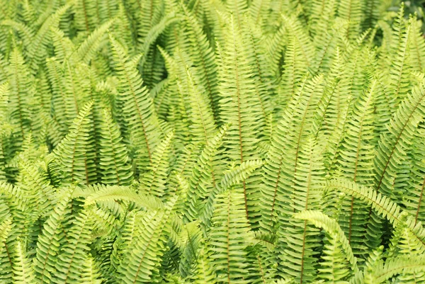 Farn pflanzt grünes Gras — Stockfoto