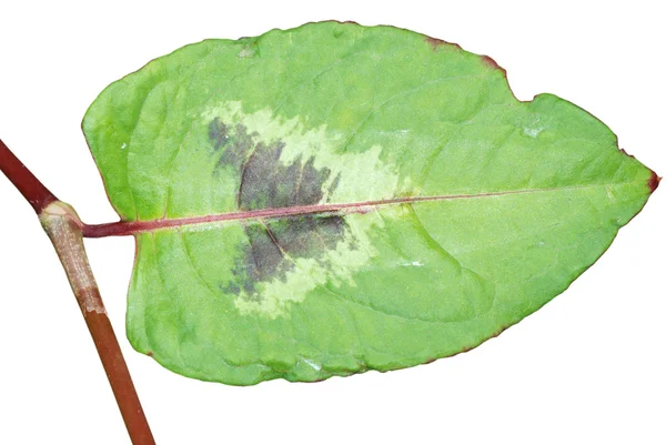 Φύση πράσινο φύλλο που απομονώνονται σε λευκό — Φωτογραφία Αρχείου