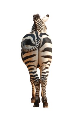 Zebra back view clipart