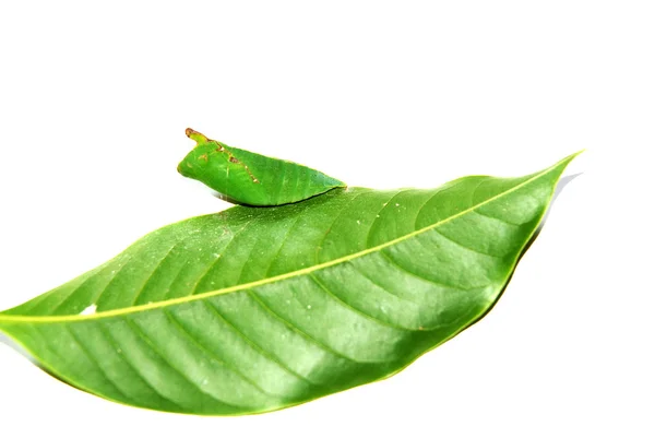Green butterfly cocoon on leaf — Stock Photo, Image