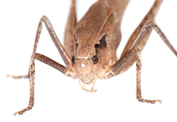 分離された昆虫のキリギリス — ストック写真