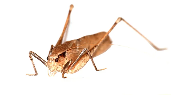 stock image Insect katydid isolated