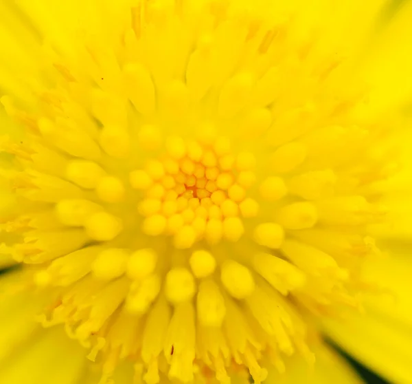 stock image Yellow daisy flower detail macro