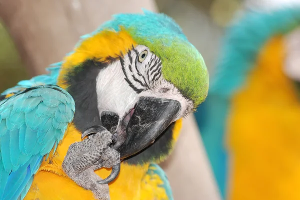 Pássaro de estimação papagaio arara — Fotografia de Stock