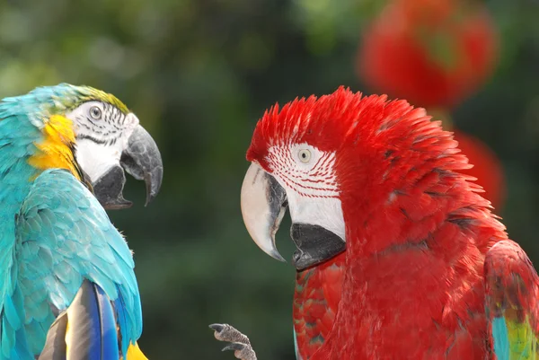 Pieścić ptak papuga Ara — Zdjęcie stockowe