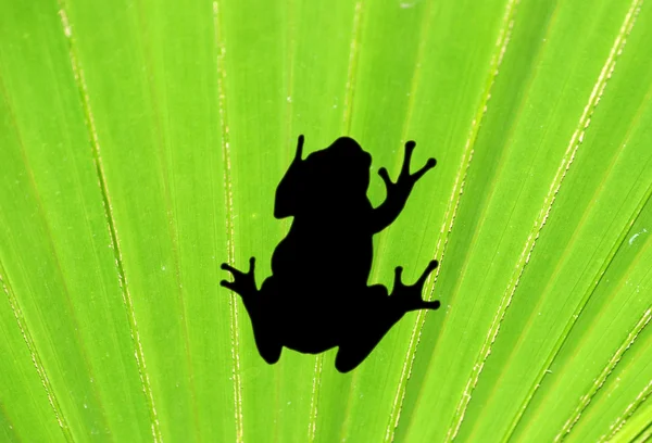 Лягушка на пальмовом листке — стоковое фото