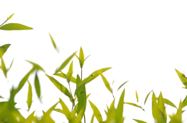 Green grass white background — Stock Photo, Image