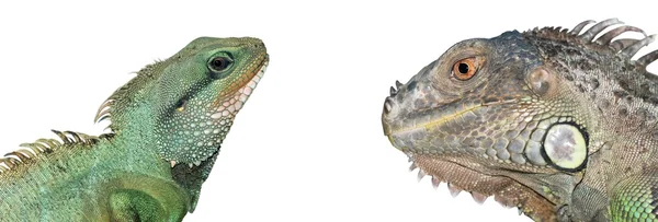 Голова ящерицы рептилии — стоковое фото
