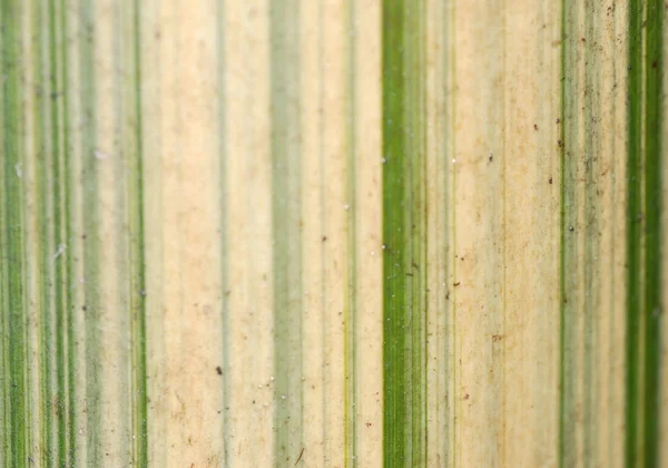 Bambou détail texture fond — Photo