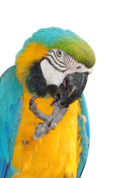 Птичий попугай — стоковое фото