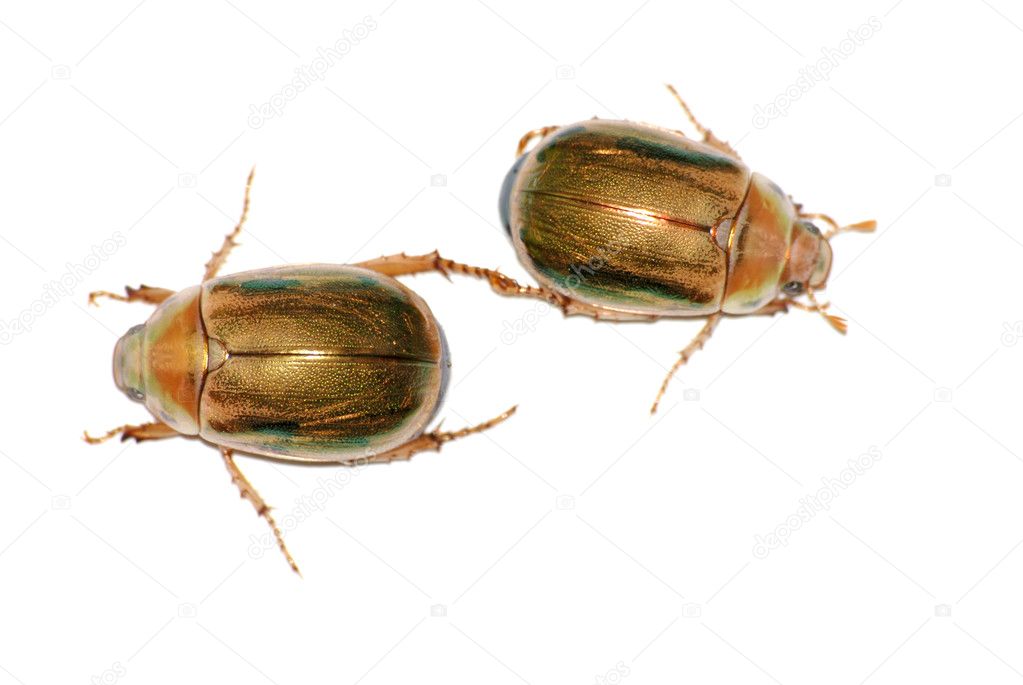 beetle insect | 图库照片 08 xunbin pan #3462947