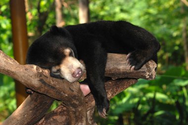uyku sun bear
