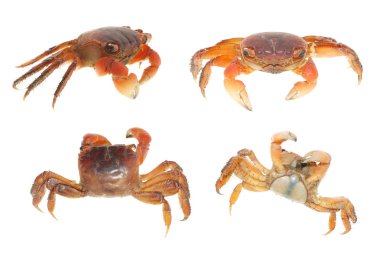 Seafood animal crab set collection clipart