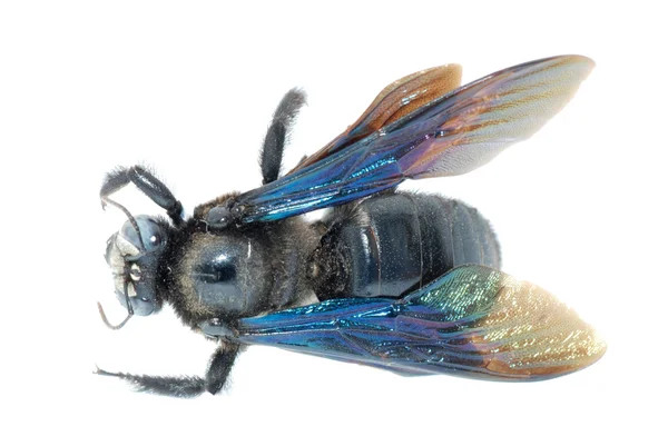 Скромний Бджола — стокове фото