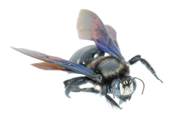 謙虚な蜂 — ストック写真