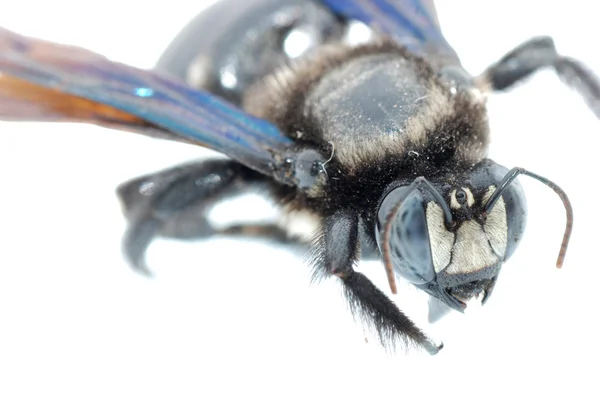 곤충 bombus 꿀벌 — 스톡 사진