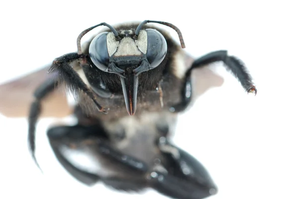 Mütevazi arı — Stok fotoğraf