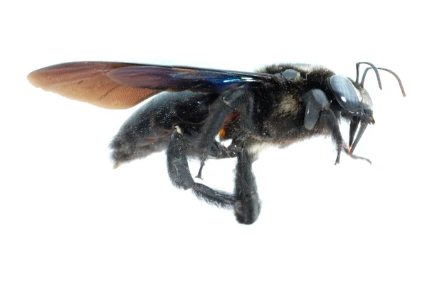 Bombus bee — Stock Photo, Image