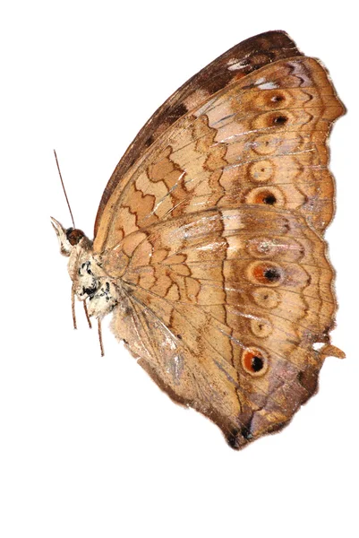 Zestaw motyli — Zdjęcie stockowe