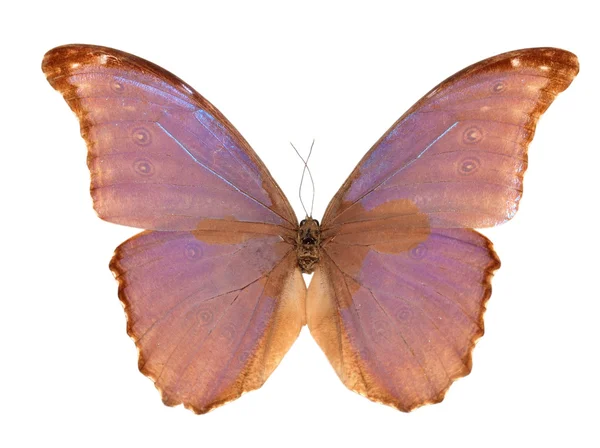 Набор бабочек — стоковое фото