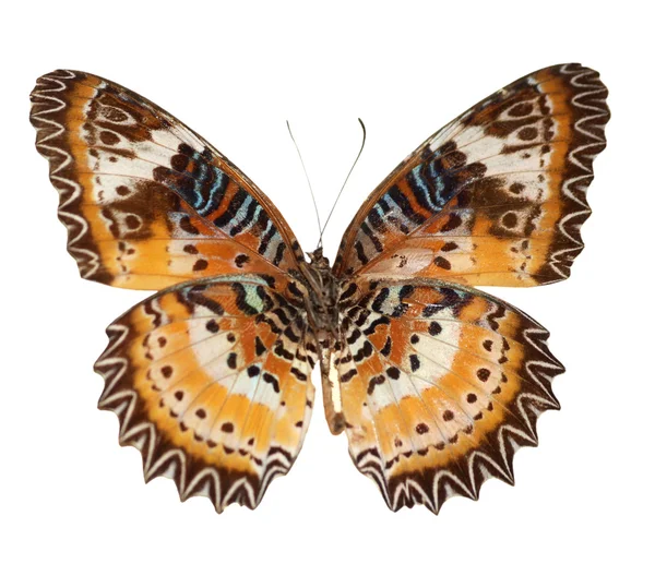 Vlinder verzameling — Stockfoto