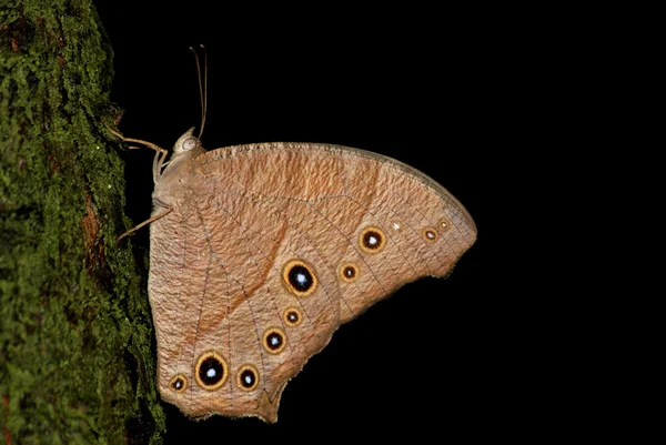 Farfalla riposo su albero — Foto Stock