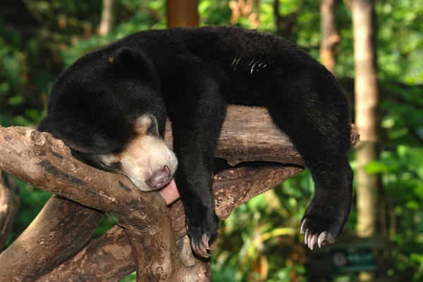 睡眠太陽クマ — ストック写真